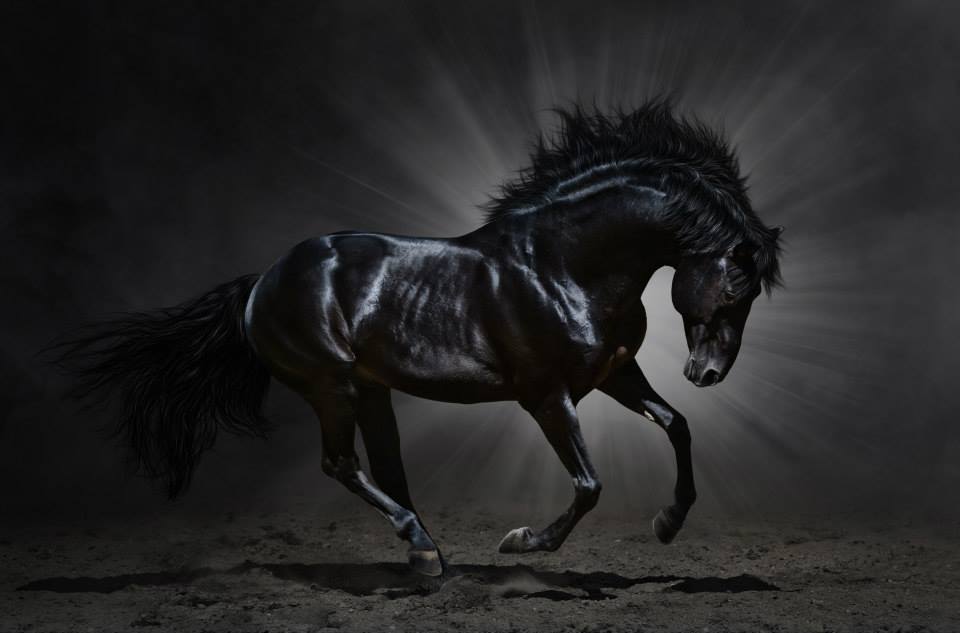 black andalusian stallion
